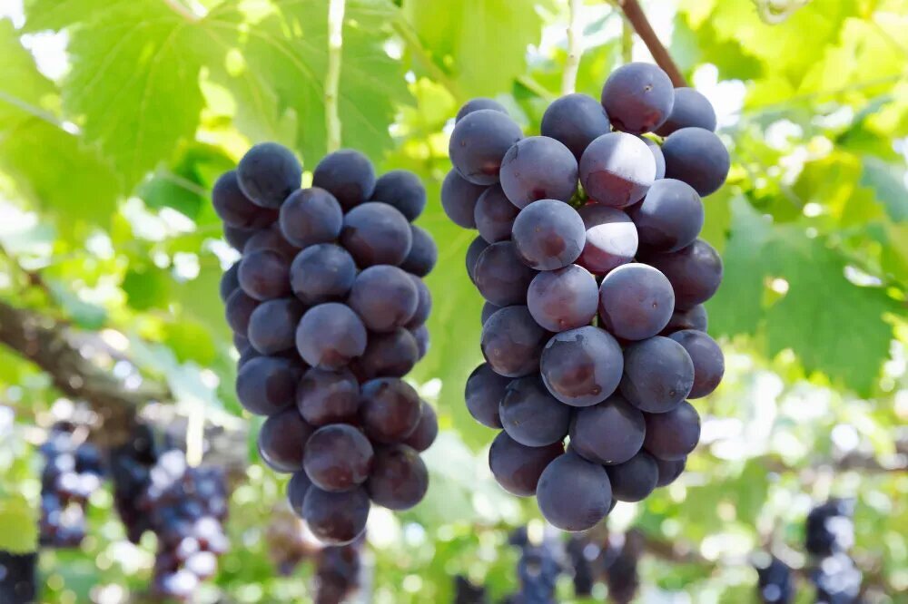 内子町　ふじブドウ園の写真